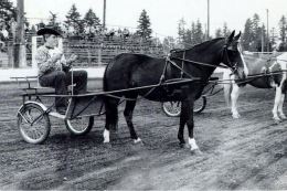 Horse and buggy from 1900 fair.